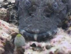 MS Shot of Crocodile Fish resting / Sipadan, Sabah, Malaysia  Stock Footage