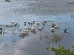 National Wildlife Refuge, Florida Stock Footage