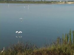 Egrets Flying Over The Wetlands Stock Footage