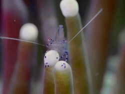 CLOSE UP BLUE SHRIMP CLEANING ITSELF Stock Footage