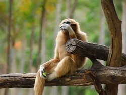 Gibbon in a tree. Stock Footage