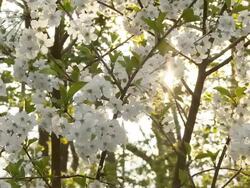 HD DOLLY: Sun Backlit Cherry Tree Blossom Stock Footage