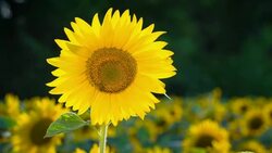 Sunflower with bee lit by the sun. Stock Footage