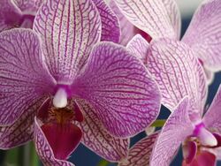 HD DOLLY: Beautiful Orchid Stock Footage