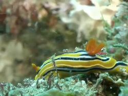 CU Shot of Nudibranch slowly crawling over rock covering with various seaweed and bryozoan / Matola, Maputo, Mozambique Stock Footage