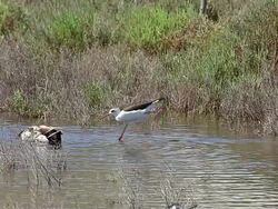 MS SLO MO Black winged stilt, himantopus himantopus attacking Male Mallard, anas platyrhynchos / Saintes Marie de la Mer, Camargue, France Stock Footage