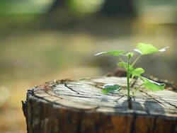 Sprout on a stump new life Stock Footage