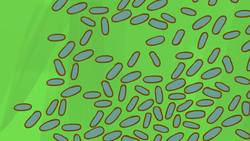 TED-Ed: How mucus keeps us healthy - Katharina Ribbeck Instructional Video