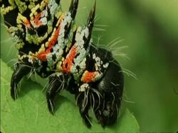 CU Caterpillar eating leaf, Botswana, Africa Stock Footage