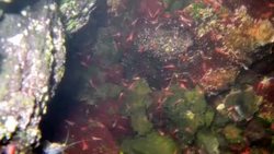 Disappearing Red Shrimp Instructional Video