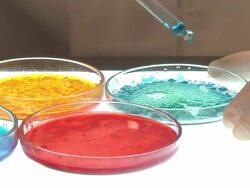 Petri dish cutures in lab Stock Footage
