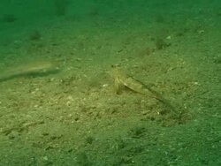 Dragonet male (Callionymus lyra) displaying to female, Channel islands, UK Stock Footage