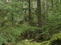  A forest full of high conifers Stock Footage