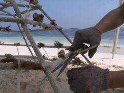 Coral fragments attached to artificial reef structure, Landaa Giraavaru, The Maldives Stock Footage
