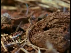 CU Trapdoor Spider unsuccessfully trying to catch passing beetle, Africa Stock Footage