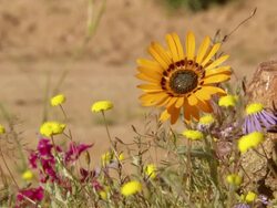 MS shot of Wild Namaqualand flowers including common felicia and yellow buttons / Namaqualand, Northern Cape, South Africa Stock Footage