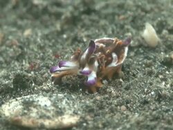 Newborn Cuttlefish Stock Footage