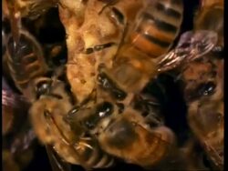 Honey bees on honey comb attend queen bee cell, cu Stock Footage