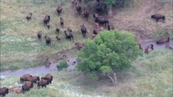 Bison On the Move  - Aerial View - South Dakota,  Perkins County,  United States Stock Footage