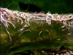 MS pan left along large group of Tube worms on broken bottle, United Kingdom Stock Footage
