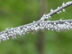 CU Colonly of Woolly Aphids are swaying back and forth on branch / Kitchener, Ontario, Canada    Stock Footage