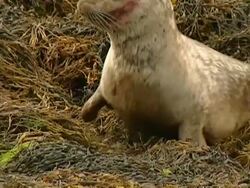 CU Grey seal (Halichoerus grypus), sitting on seaweed, looks up, alert Norfolk, UK Stock Footage