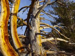 Time Lapse Ancient Bristlecone Pine forest, Inyo National forest, White Mountains, California, USA Stock Footage
