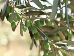 HD: Olive Tree Branches Shacked by Wind Stock Footage