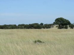 Grass in the Wind in the Serengeti Stock Footage