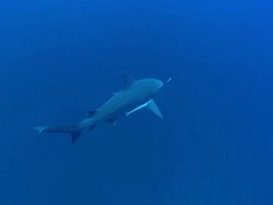MS TS Shot of Bull or Zambezi shark swimming in open water followed by shark remora fish / Aliwal Shoal, Kwa Zulu Natal, South Africa Stock Footage