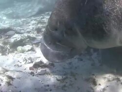 Manatee Stock Footage