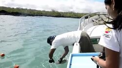 VOICED : Tiburones con chips en Galapagos News Clip