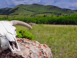 Cattle skull in open pasture western concept Stock Footage