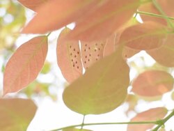 pink leaves Stock Footage