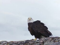 MS Bald Eagle sitting on rock edge / Boise, Idaho, United States Stock Footage