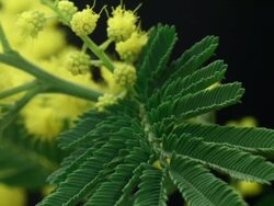Acacia dealbata (Silver Wattle) Blooming HD Stock Footage