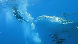 Endangered Species Pelagic Whale Shark (Rhincodon types) swimming with Cobia (Rachycentron canadum) and people. A perfect demonstration of primal instinctive animal behaviour. A symbiotic relationship that ensures their success and survival as a species. Stock Footage