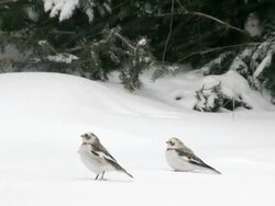 MS PAN Two snow buntings on snow while sparrow on tree in background / Tweed, Ontaria, Canada Stock Footage