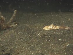 Stargazer, buried in sea bed bottom, swims away, Indonesia  Stock Footage