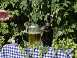 MS Woman take a beer glass in hop garden / Mainburg, Bavaria, Germany Stock Footage