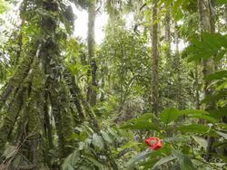 Early morning time-lapse of the interior of tropical rainforest Stock Footage