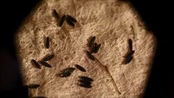 CLEAN : Colombia studying mosquitoes to prevent the Zika virus News Clip