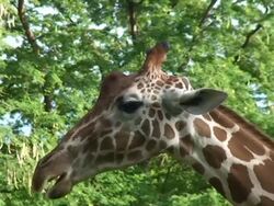 Enjoying Lunch Stock Footage