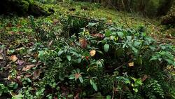 Fungus in Caucasus Stock Footage