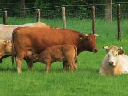 PAL: Cattle Stock Footage