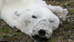 A male Polar Bear (Ursus maritimus) starved to death as a consequence of climate change. Stock Footage