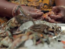 ECU R/F Shot of Woman pulling out flesh of dead crabs / Yangon, Yangon Division, Myanmar  Stock Footage
