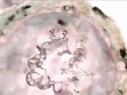 Influenza (flu) virus particles, animation Stock Footage
