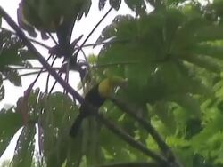 Keel-billed Toucan in the wild Stock Footage