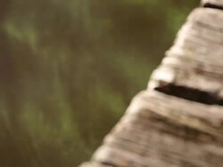 Algal Bloom Stock Footage